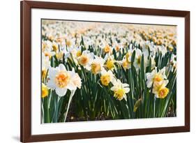 Field of Daffodils in close View-Colette2-Framed Photographic Print