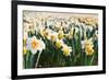Field of Daffodils in close View-Colette2-Framed Photographic Print