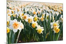 Field of Daffodils in close View-Colette2-Mounted Photographic Print