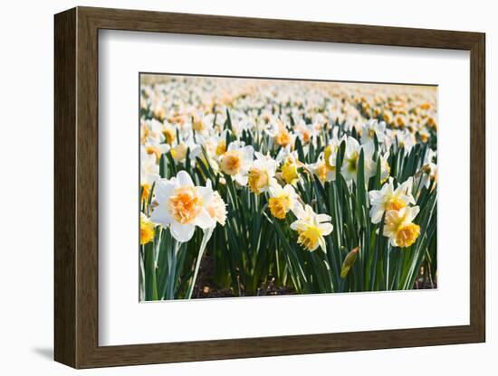 Field of Daffodils in close View-Colette2-Framed Photographic Print