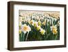 Field of Daffodils in close View-Colette2-Framed Photographic Print