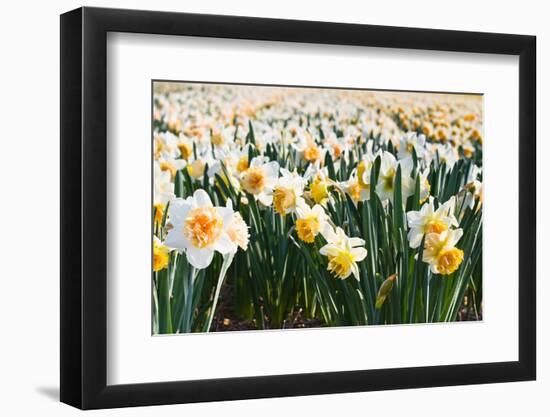 Field of Daffodils in close View-Colette2-Framed Photographic Print