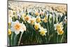 Field of Daffodils in close View-Colette2-Mounted Photographic Print