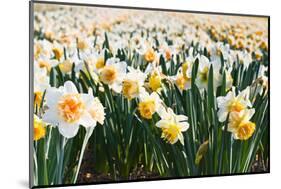 Field of Daffodils in close View-Colette2-Mounted Photographic Print