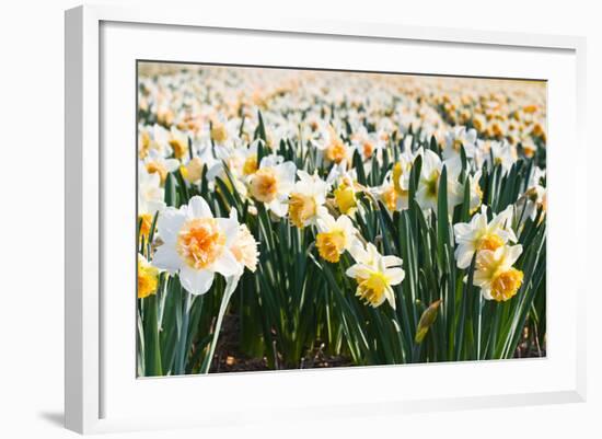 Field of Daffodils in close View-Colette2-Framed Photographic Print