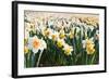 Field of Daffodils in close View-Colette2-Framed Photographic Print