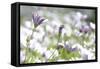 Field of Daisies I-Karyn Millet-Framed Stretched Canvas