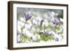 Field of Daisies I-Karyn Millet-Framed Photographic Print