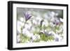 Field of Daisies I-Karyn Millet-Framed Photographic Print