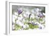 Field of Daisies I-Karyn Millet-Framed Photographic Print