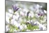 Field of Daisies I-Karyn Millet-Mounted Photographic Print