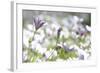 Field of Daisies I-Karyn Millet-Framed Photographic Print