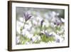 Field of Daisies I-Karyn Millet-Framed Photographic Print