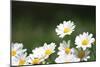 Field of Daisies II-Karyn Millet-Mounted Photographic Print