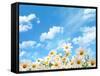 Field of Daisy Flowers against Blue Sky-Liang Zhang-Framed Stretched Canvas