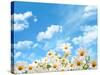 Field of Daisy Flowers against Blue Sky-Liang Zhang-Stretched Canvas