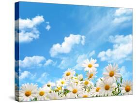 Field of Daisy Flowers against Blue Sky-Liang Zhang-Stretched Canvas