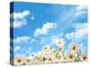 Field of Daisy Flowers against Blue Sky-Liang Zhang-Stretched Canvas