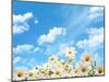 Field of Daisy Flowers against Blue Sky-Liang Zhang-Mounted Photographic Print