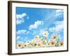 Field of Daisy Flowers against Blue Sky-Liang Zhang-Framed Photographic Print