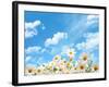 Field of Daisy Flowers against Blue Sky-Liang Zhang-Framed Photographic Print