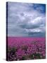 Field of Dames Rocket and Clouds, Oregon, USA-Julie Eggers-Stretched Canvas