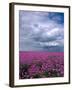 Field of Dames Rocket and Clouds, Oregon, USA-Julie Eggers-Framed Photographic Print