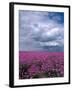 Field of Dames Rocket and Clouds, Oregon, USA-Julie Eggers-Framed Photographic Print