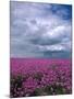 Field of Dames Rocket and Clouds, Oregon, USA-Julie Eggers-Mounted Photographic Print