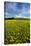 Field of Dandelions, Near Greta Valley, North Canterbury, South Island, New Zealand-David Wall-Stretched Canvas