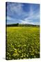 Field of Dandelions, Near Greta Valley, North Canterbury, South Island, New Zealand-David Wall-Stretched Canvas