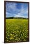 Field of Dandelions, Near Greta Valley, North Canterbury, South Island, New Zealand-David Wall-Framed Photographic Print