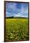 Field of Dandelions, Near Greta Valley, North Canterbury, South Island, New Zealand-David Wall-Framed Photographic Print