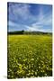 Field of Dandelions, Near Greta Valley, North Canterbury, South Island, New Zealand-David Wall-Stretched Canvas