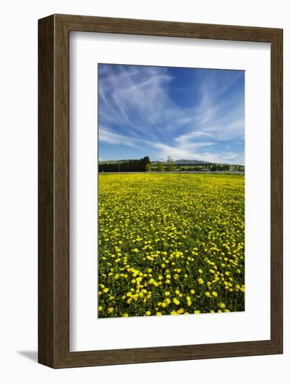 Field of Dandelions, Near Greta Valley, North Canterbury, South Island, New Zealand-David Wall-Framed Photographic Print