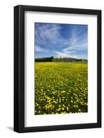 Field of Dandelions, Near Greta Valley, North Canterbury, South Island, New Zealand-David Wall-Framed Photographic Print