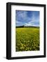 Field of Dandelions, Near Greta Valley, North Canterbury, South Island, New Zealand-David Wall-Framed Photographic Print