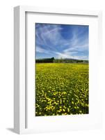 Field of Dandelions, Near Greta Valley, North Canterbury, South Island, New Zealand-David Wall-Framed Photographic Print