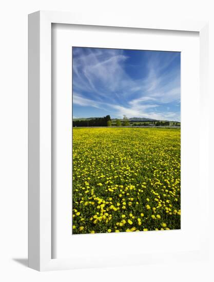 Field of Dandelions, Near Greta Valley, North Canterbury, South Island, New Zealand-David Wall-Framed Photographic Print