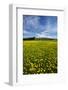 Field of Dandelions, Near Greta Valley, North Canterbury, South Island, New Zealand-David Wall-Framed Photographic Print