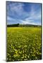 Field of Dandelions, Near Greta Valley, North Canterbury, South Island, New Zealand-David Wall-Mounted Photographic Print