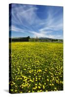 Field of Dandelions, Near Greta Valley, North Canterbury, South Island, New Zealand-David Wall-Stretched Canvas