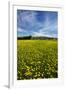 Field of Dandelions, Near Greta Valley, North Canterbury, South Island, New Zealand-David Wall-Framed Premium Photographic Print