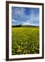 Field of Dandelions, Near Greta Valley, North Canterbury, South Island, New Zealand-David Wall-Framed Premium Photographic Print