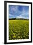 Field of Dandelions, Near Greta Valley, North Canterbury, South Island, New Zealand-David Wall-Framed Premium Photographic Print