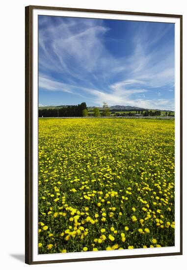 Field of Dandelions, Near Greta Valley, North Canterbury, South Island, New Zealand-David Wall-Framed Premium Photographic Print