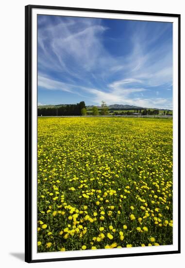 Field of Dandelions, Near Greta Valley, North Canterbury, South Island, New Zealand-David Wall-Framed Premium Photographic Print