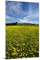 Field of Dandelions, Near Greta Valley, North Canterbury, South Island, New Zealand-David Wall-Mounted Premium Photographic Print