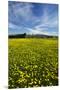 Field of Dandelions, Near Greta Valley, North Canterbury, South Island, New Zealand-David Wall-Mounted Premium Photographic Print