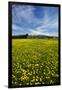 Field of Dandelions, Near Greta Valley, North Canterbury, South Island, New Zealand-David Wall-Framed Premium Photographic Print